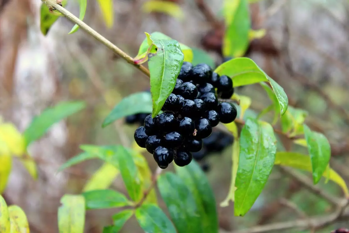 Waxleaf Privet Hedge fruits
