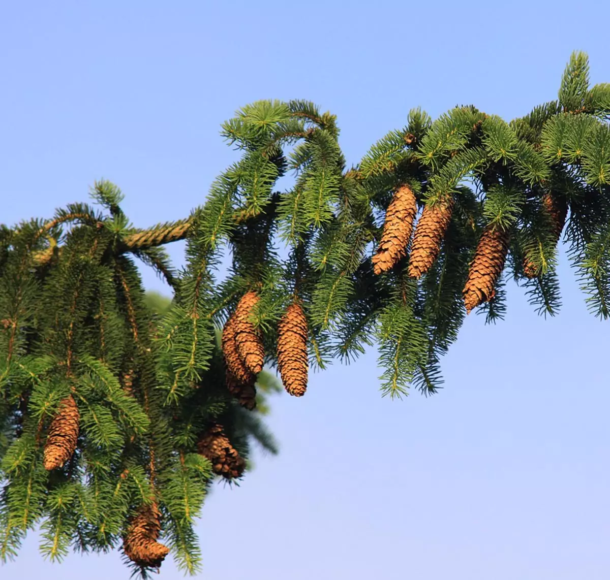 Weeping Norway Spruce Trees For Sale Buying Growing Guide Trees Com