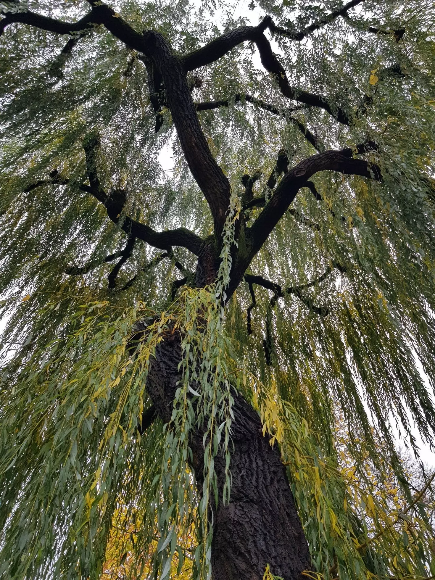 Weeping Willow up close