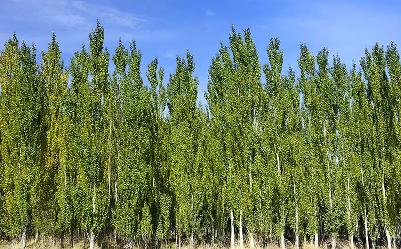 White Bark Trees