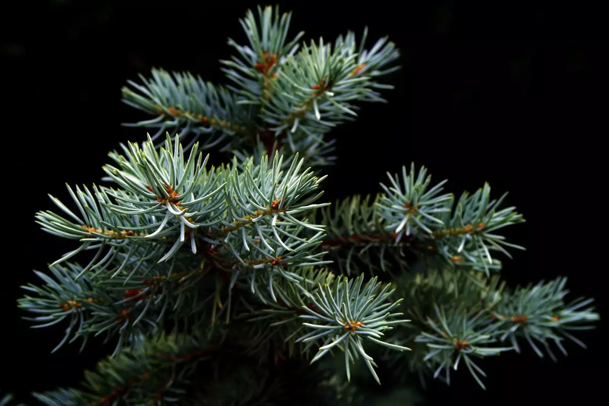 White Spruce Tree close-up