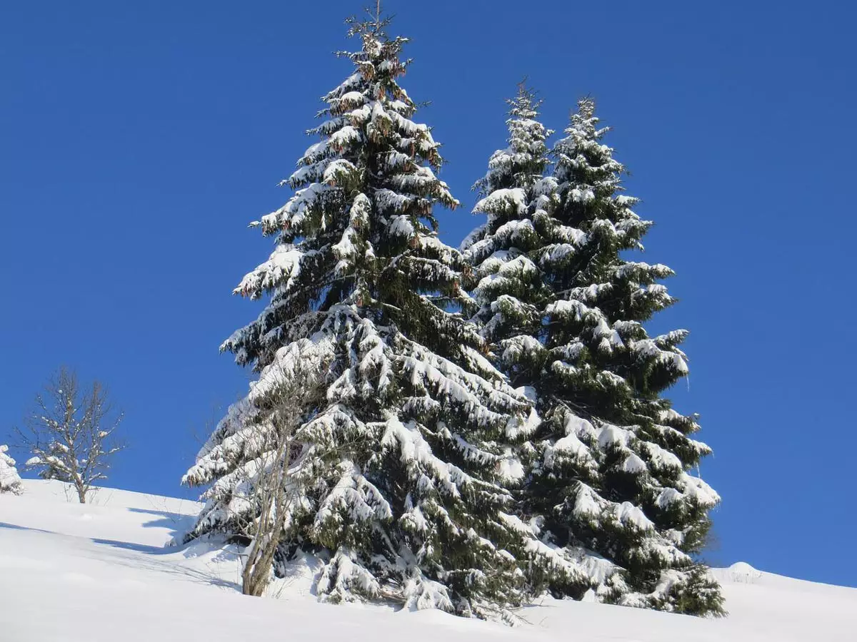 White Spruce Tree 2