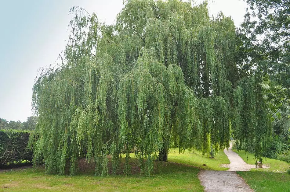 Willow Hybrid Tree in soil