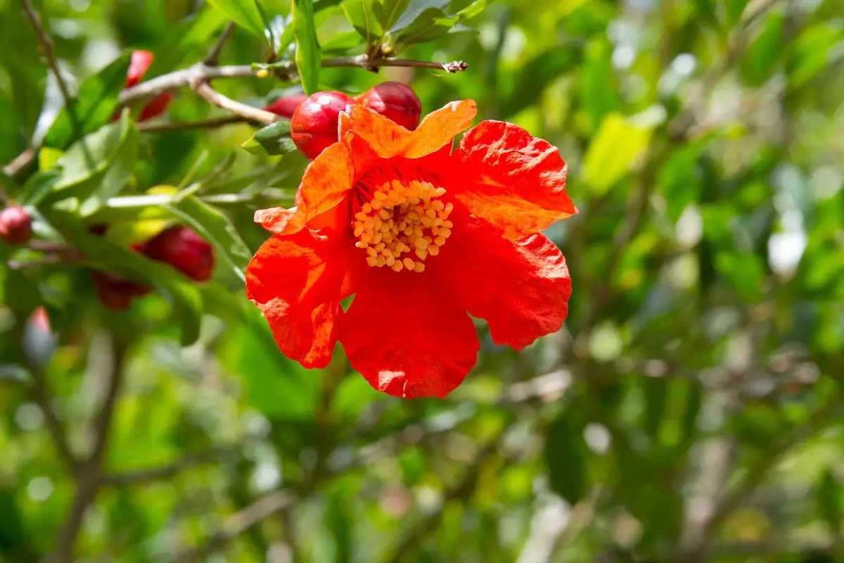 Wonderful-Pomegranate flower