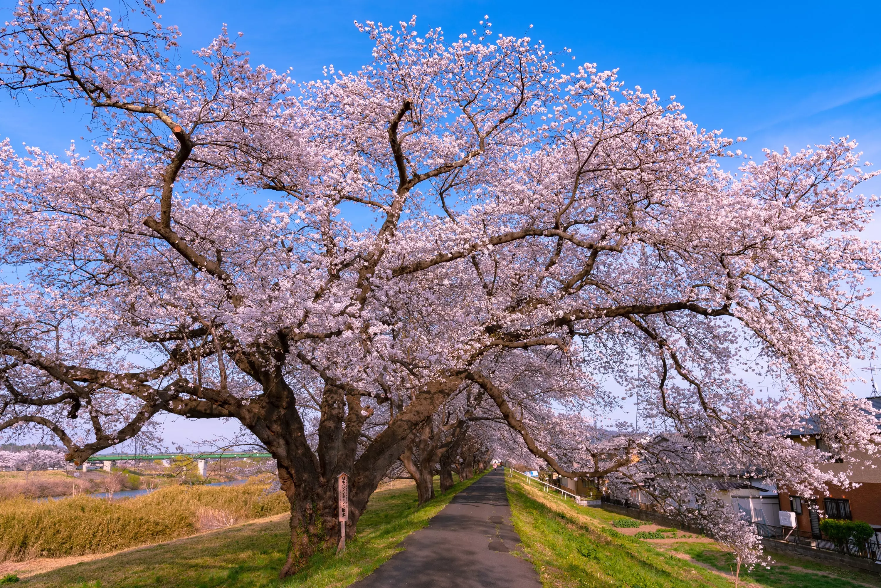 Yoshino Cherry Trees