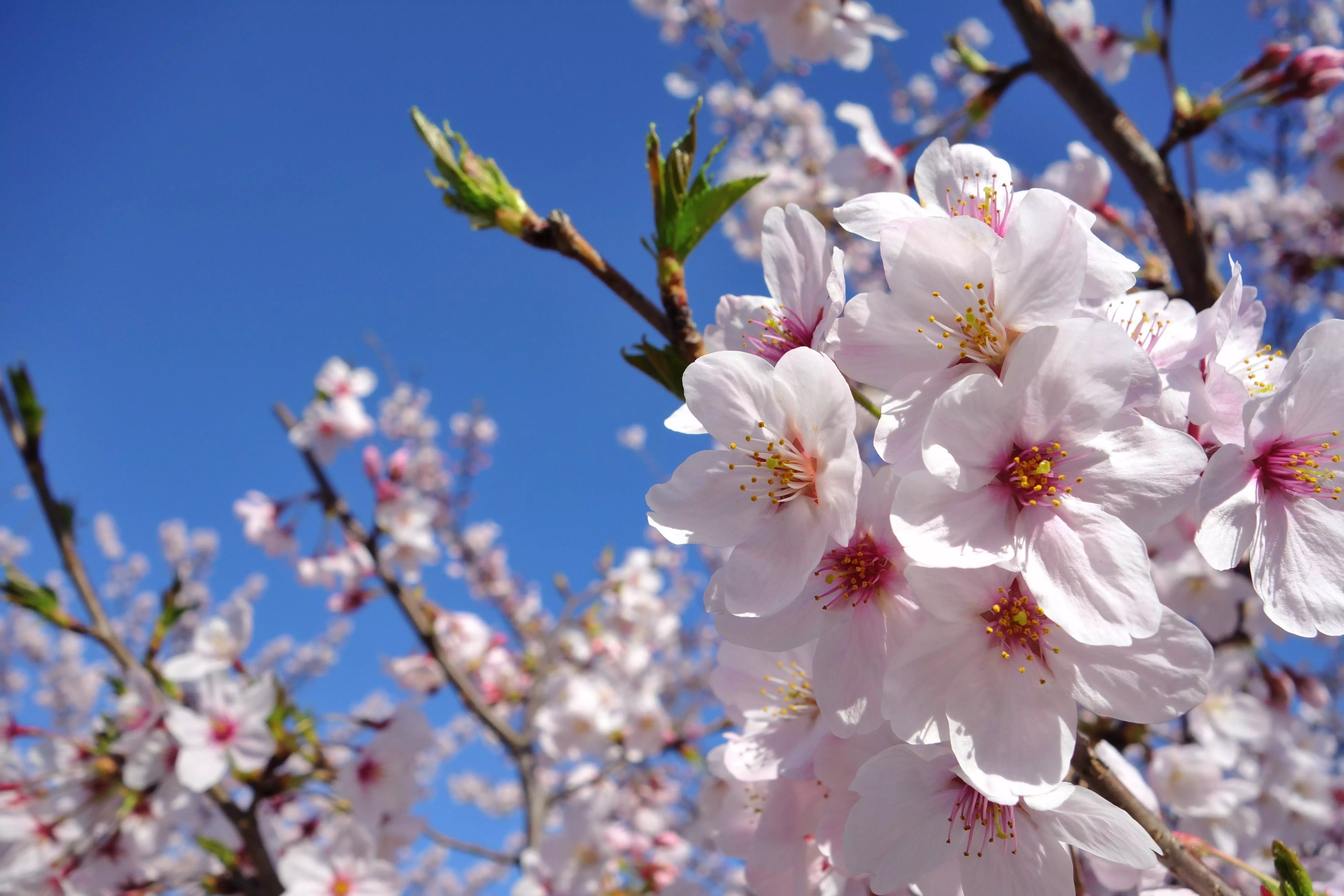Yoshino Cherry Tree flowers