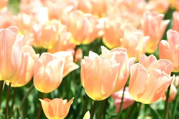Apricot Beauty Tulips