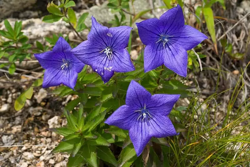Balloon Flower in garden