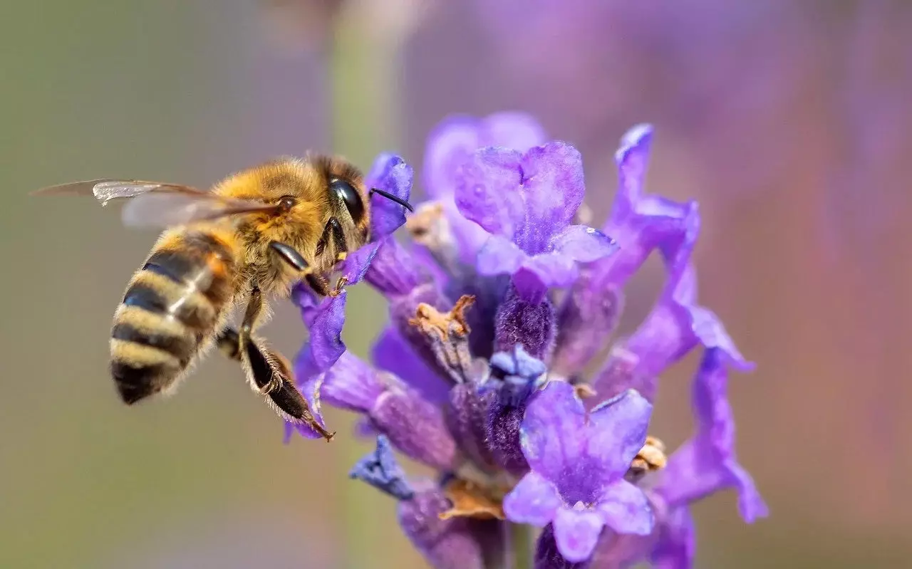 Bee on Lavender Plants