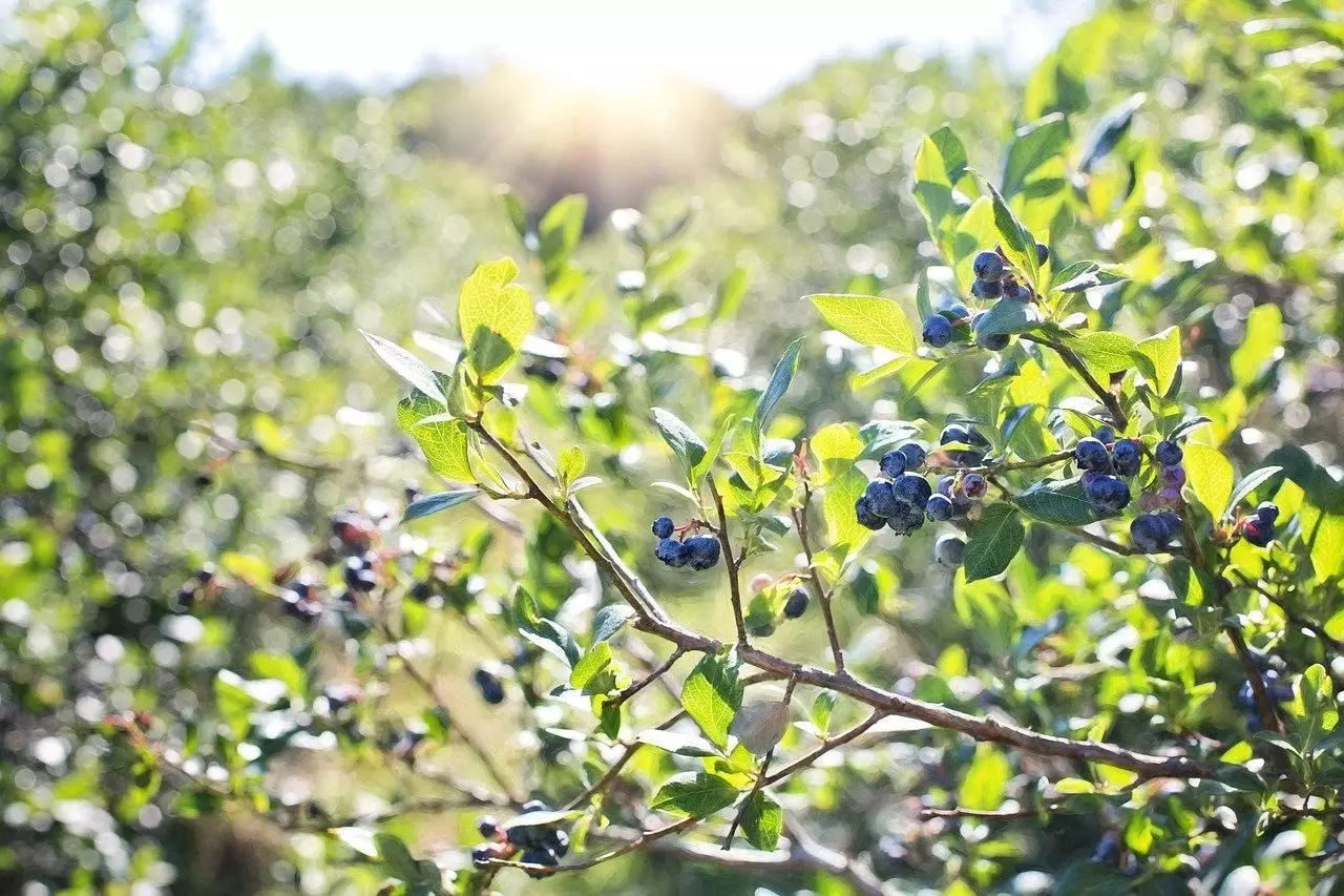 Blueberry Bush in sun