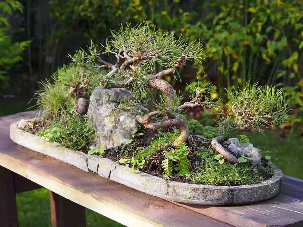 Bonsai Tree