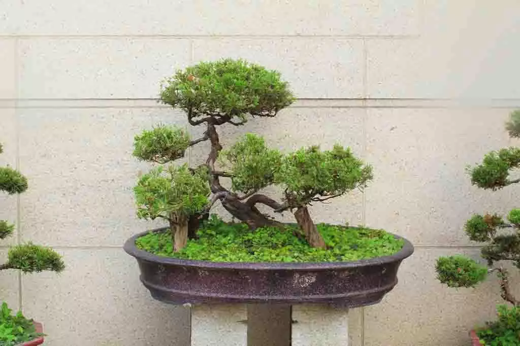 Bonsai Tree on stand