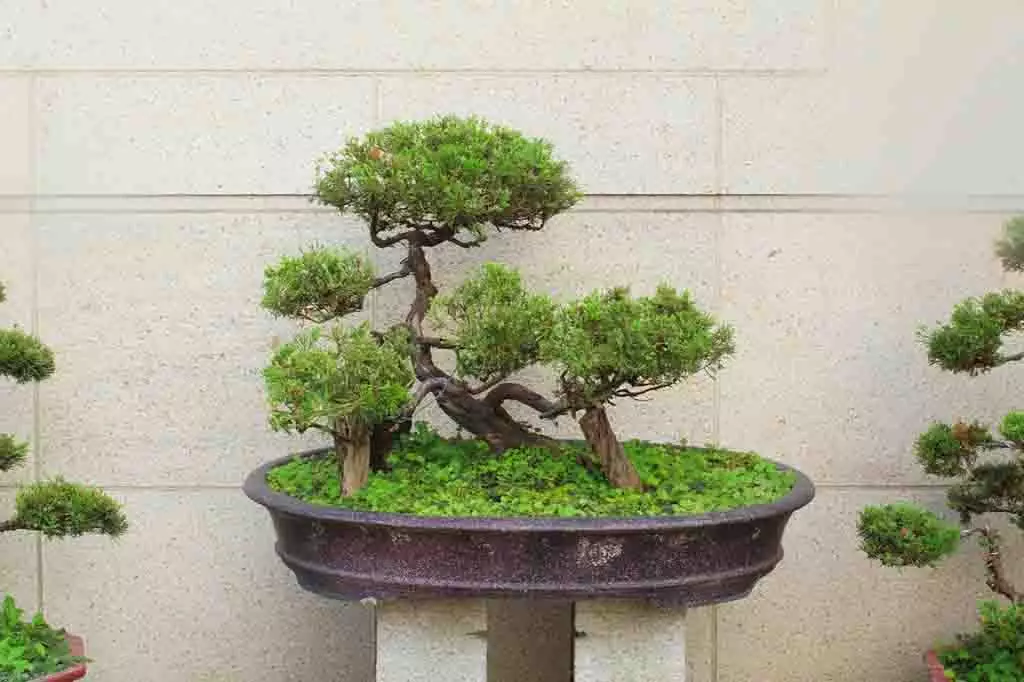 Japanese Tree Juniper Bush Money Tree Chinese Garden House Comfort 