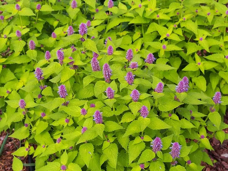 Anise Hyssop purple flowers