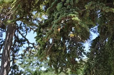 Cedar Trees