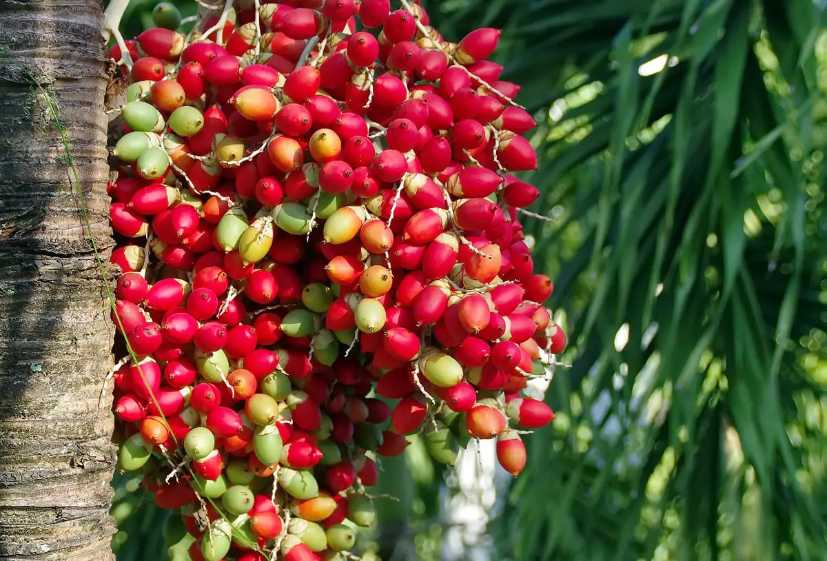 christmas-palm red fruits