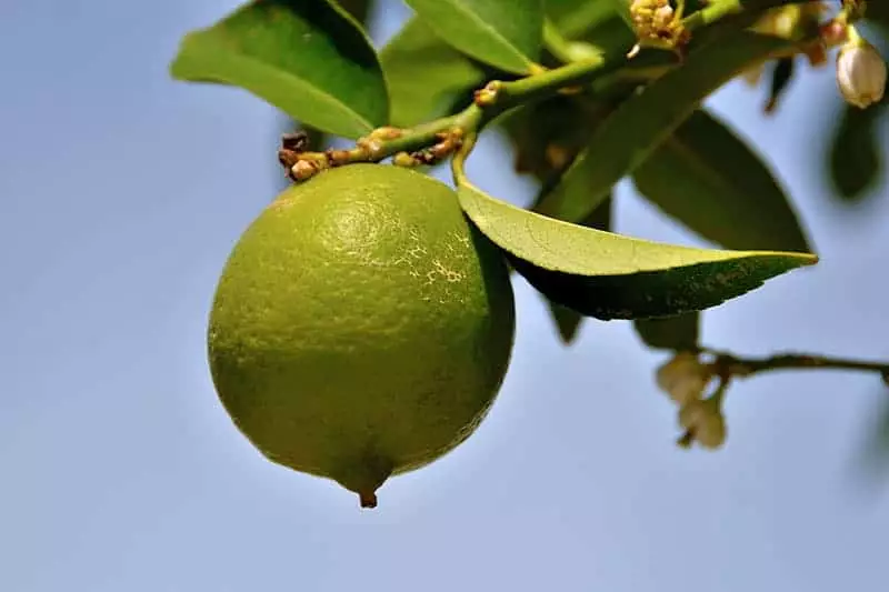 ثمار شجرة الليمون الفارسي تؤتي ثمارها