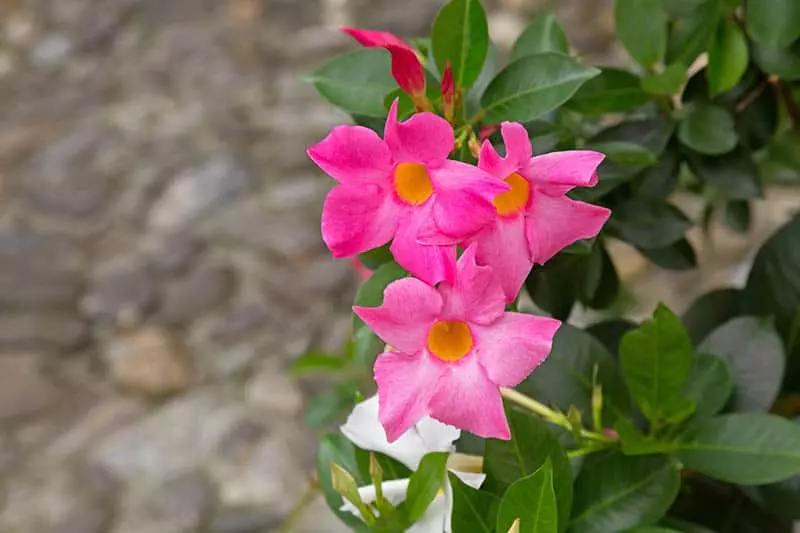 Mandevilla Vines close-up