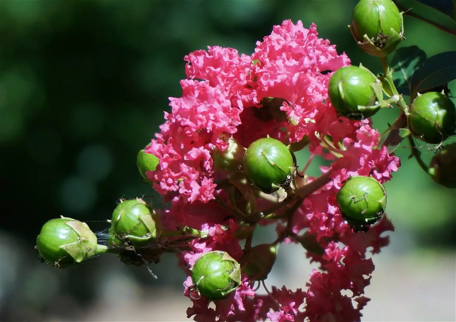 Crape Myrtle Trees