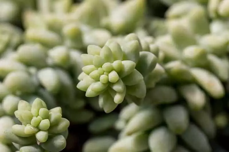 Care for Burros Tail