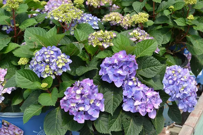 Purple Hydrangea Shrubs