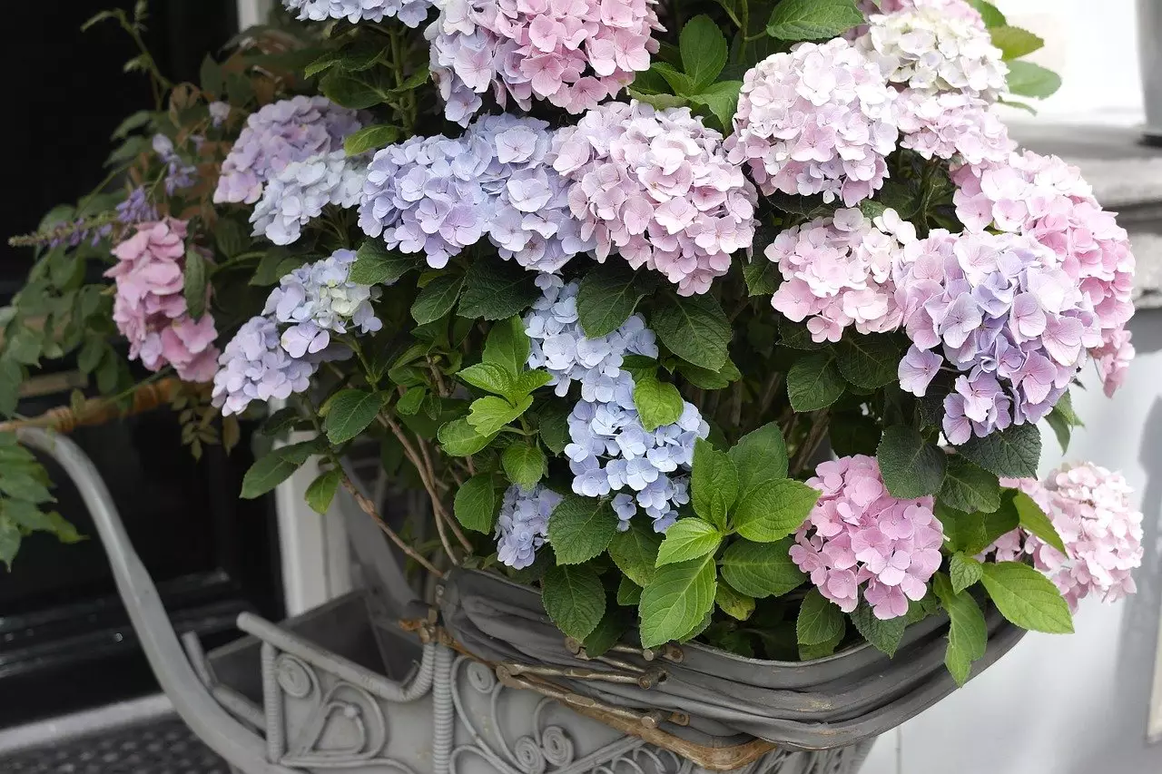 Hydrangea Shrubs