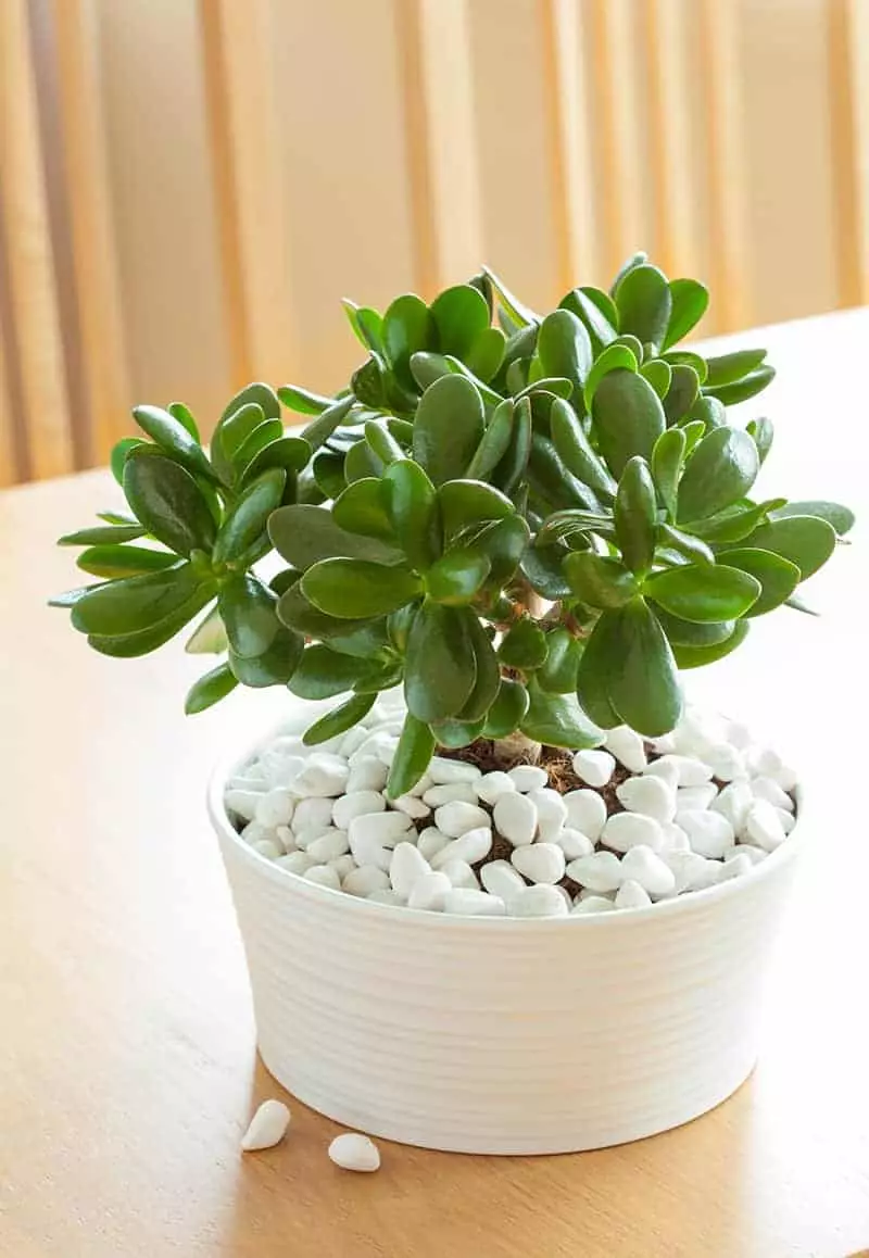 Small Jade Plant