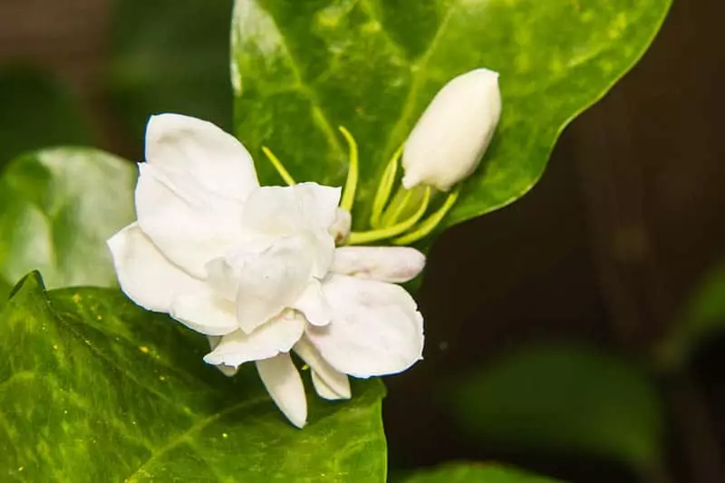 Jasmine Plant with white flowers