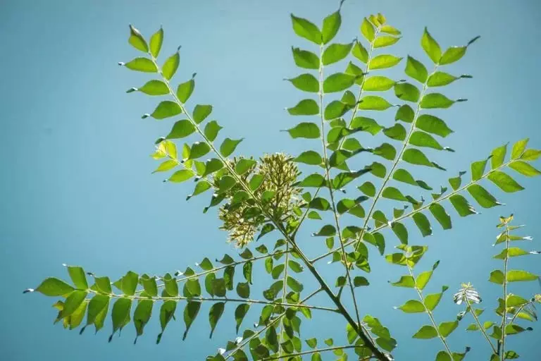 kentucky coffeetree seeds. 40 