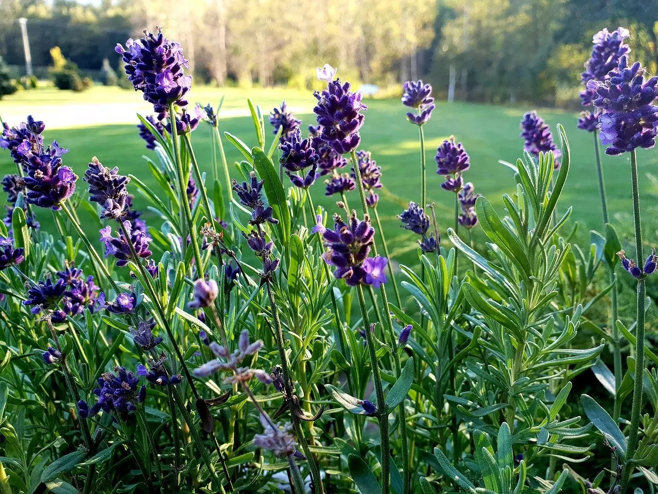 Lavender Plants in a field