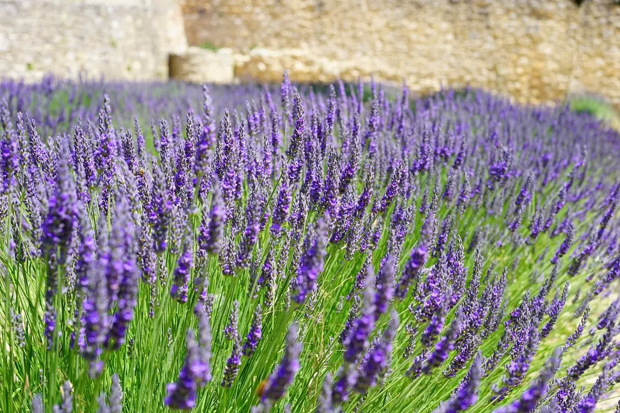 Many Lavender Plants