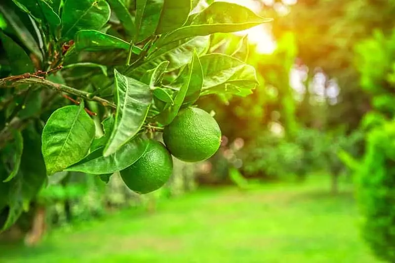 Lime Trees