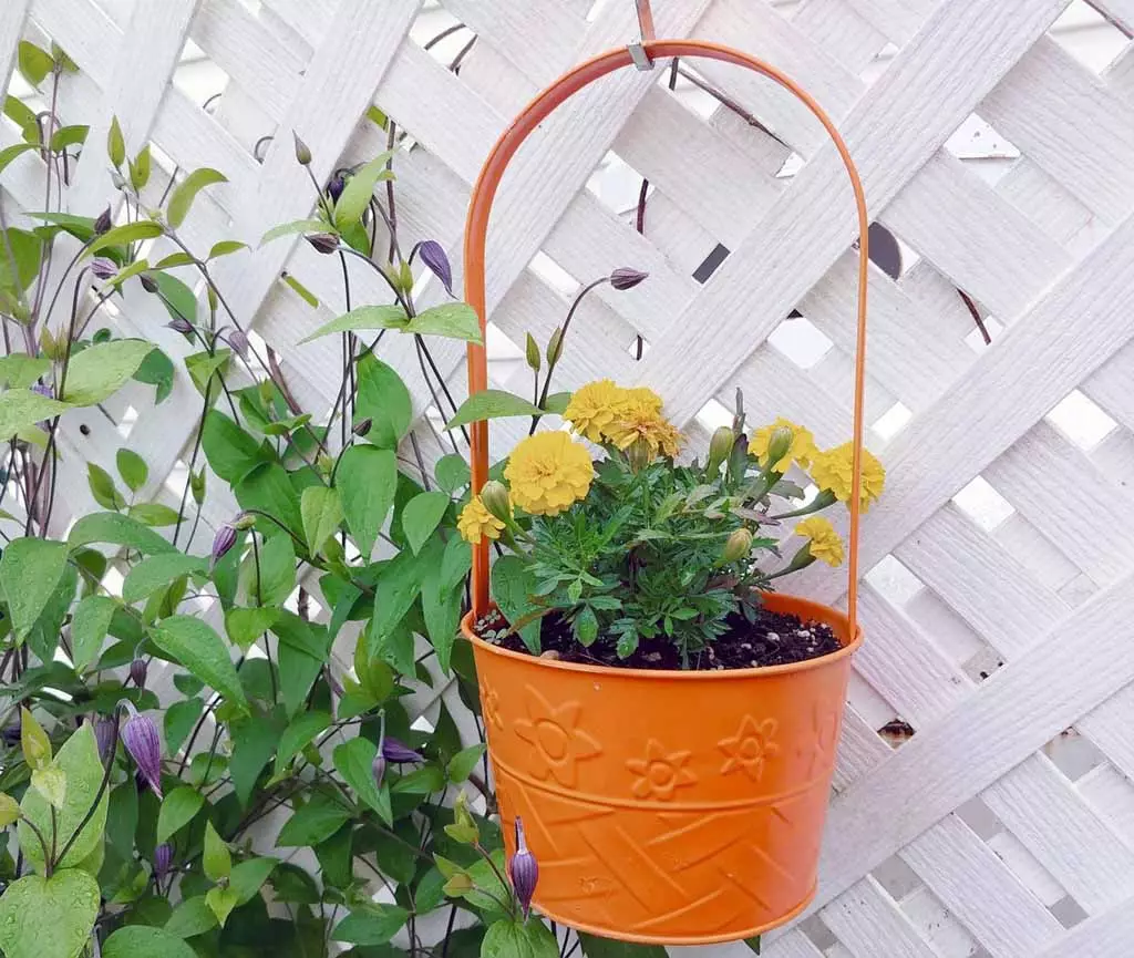 Marigold mature width