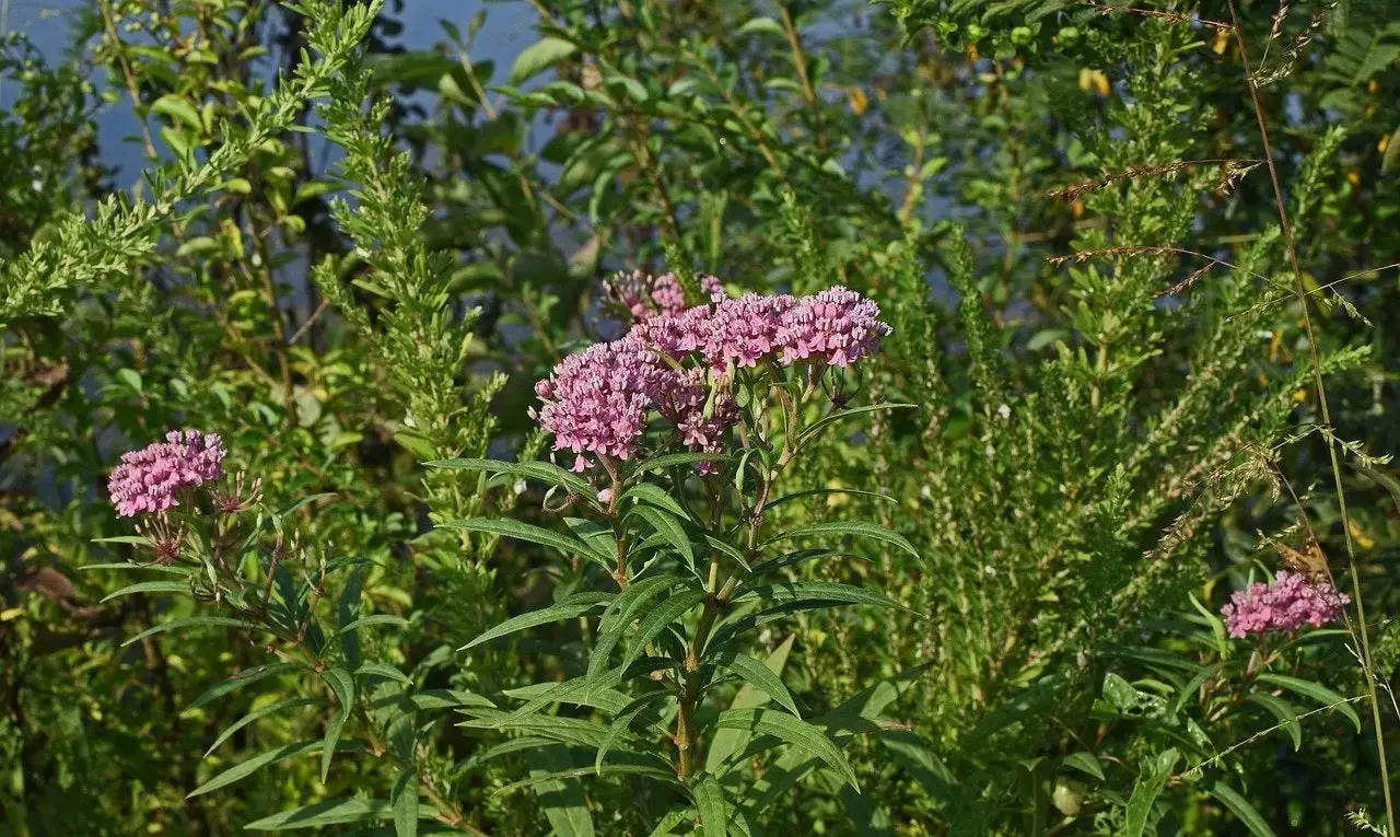Milkweed Plant blooming