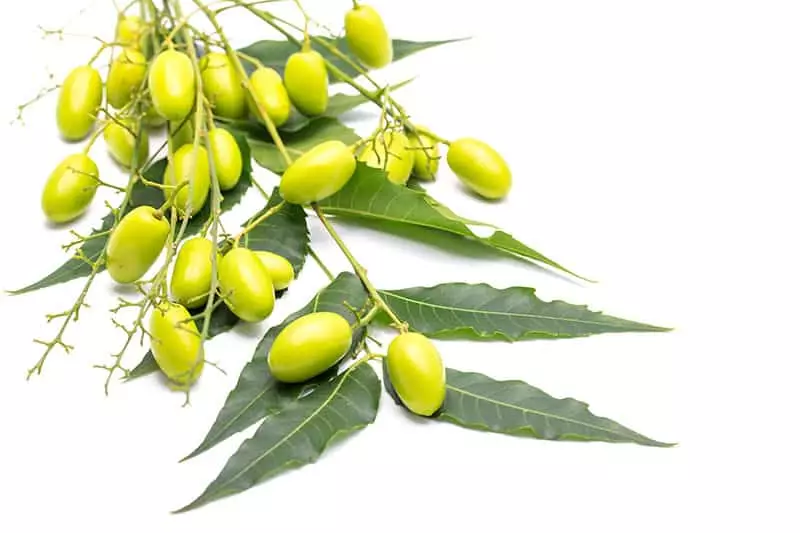 Neem Seeds with Oil
