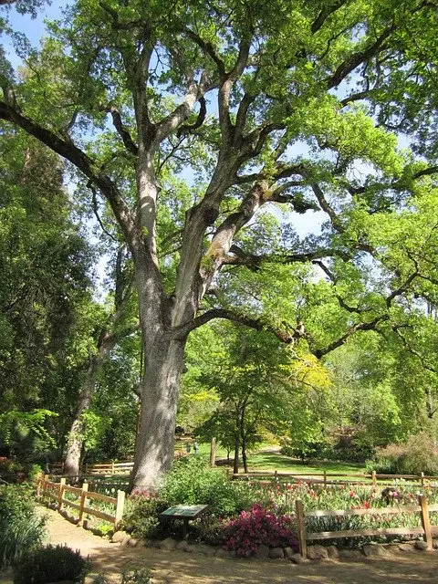 Oak Trees in a park