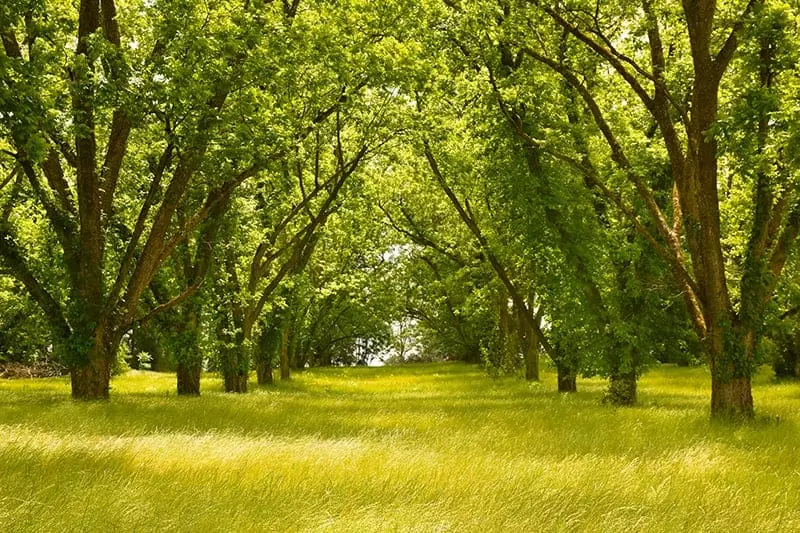 Pecan Tree grove