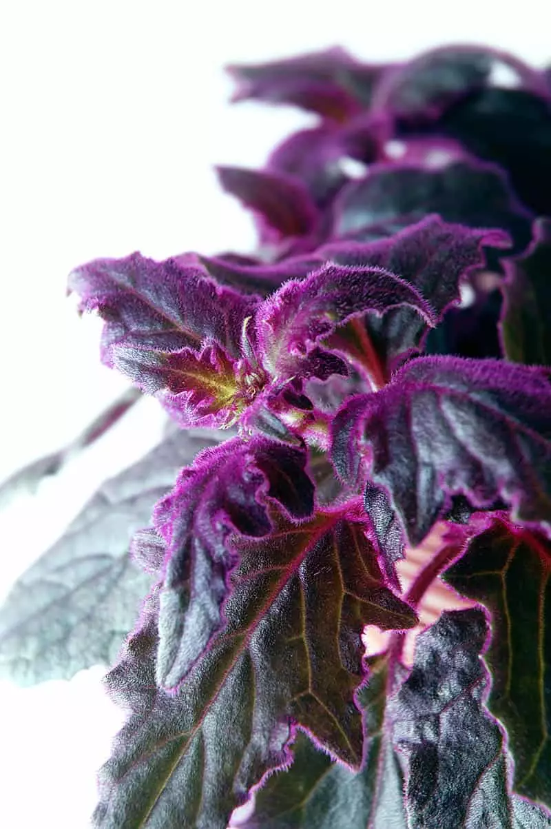Purple Velvet Plant