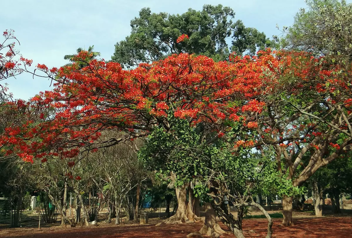 royal-poinciana tree
