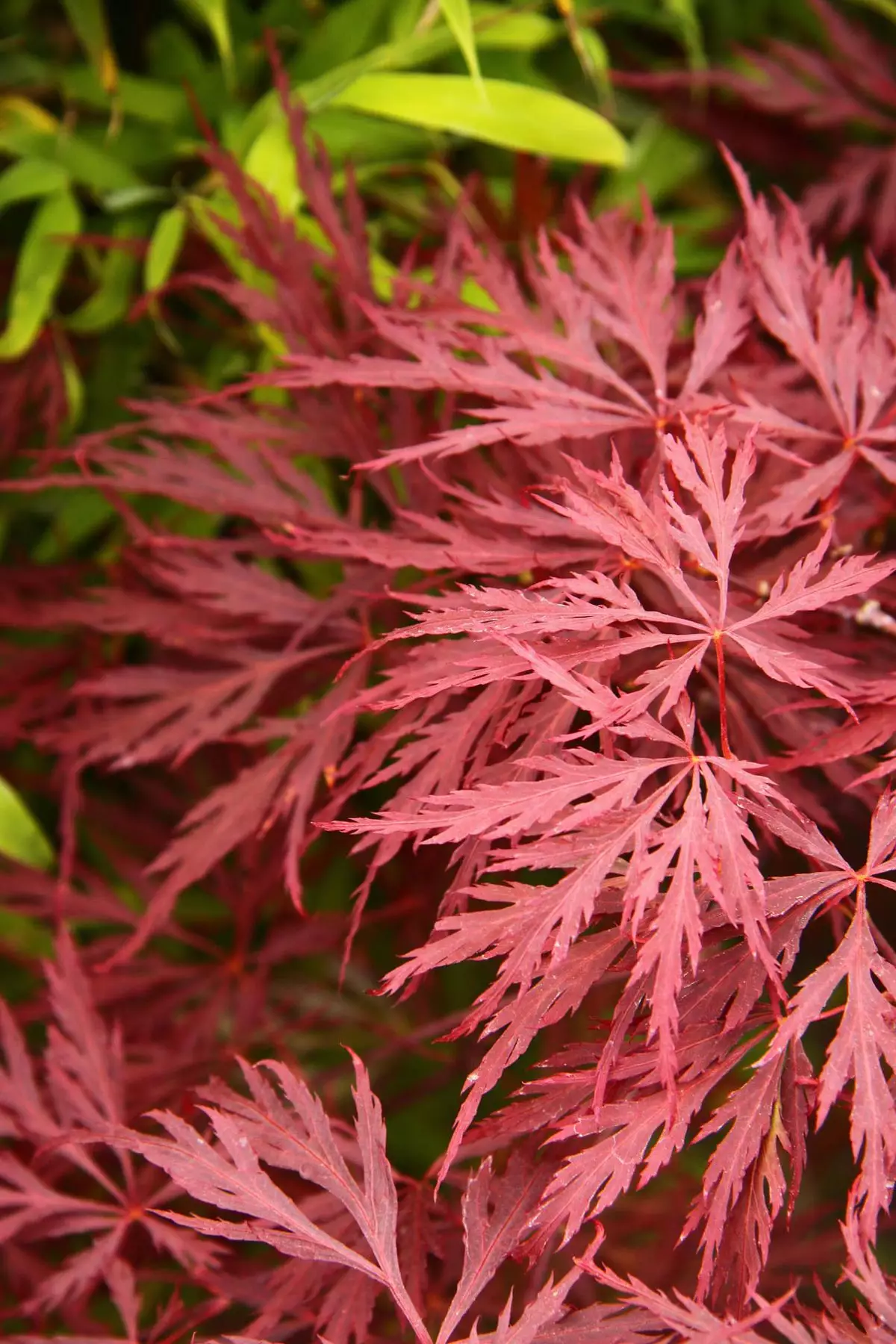 weeping Japanese maple 2