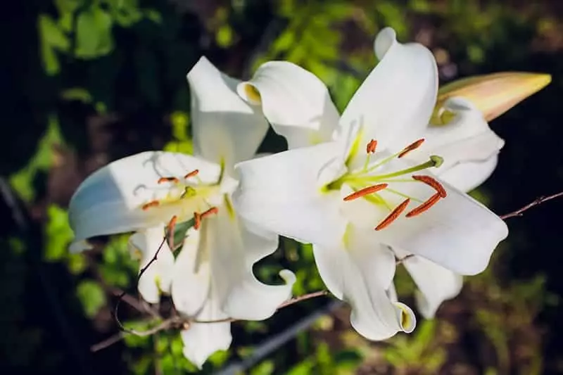 Lily white stargazer Lilium 'Star