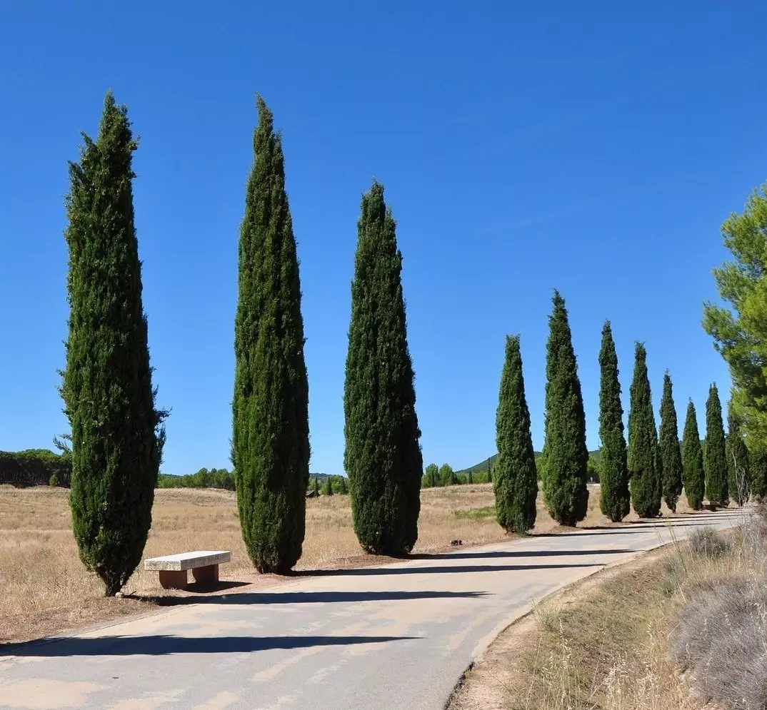    Cypress Trees