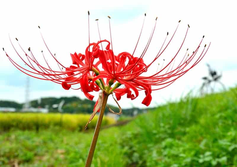 Red Spider Lilies For Sale Buying Growing Guide Trees Com