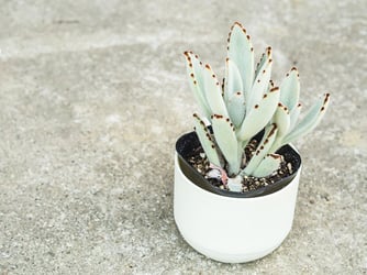 Faux fuzzy Succulent in a cone shaped clay moss pot.