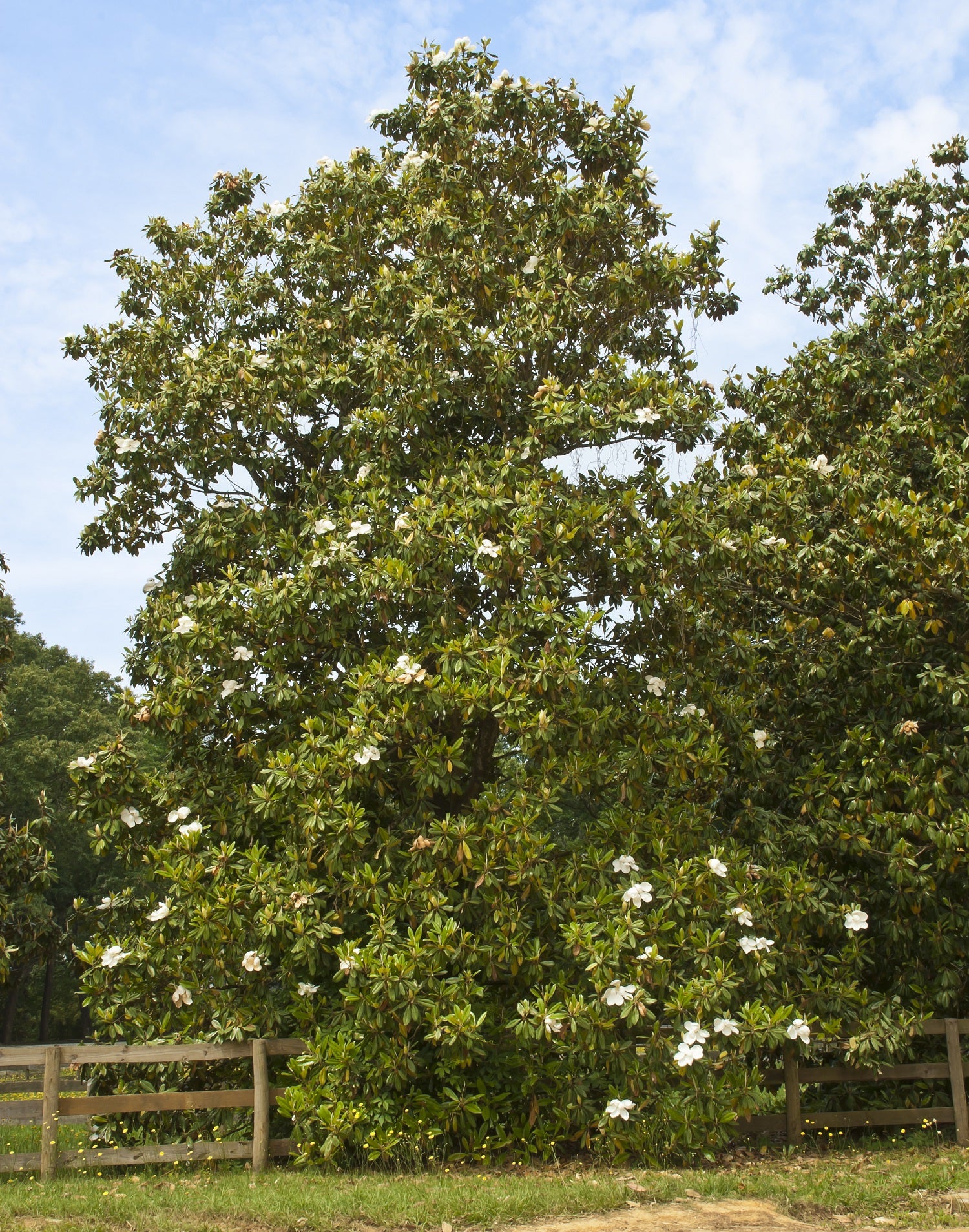No California Live Plants Shipped 1 Foot Tall by DAS Farms Southern Magnolia Tree