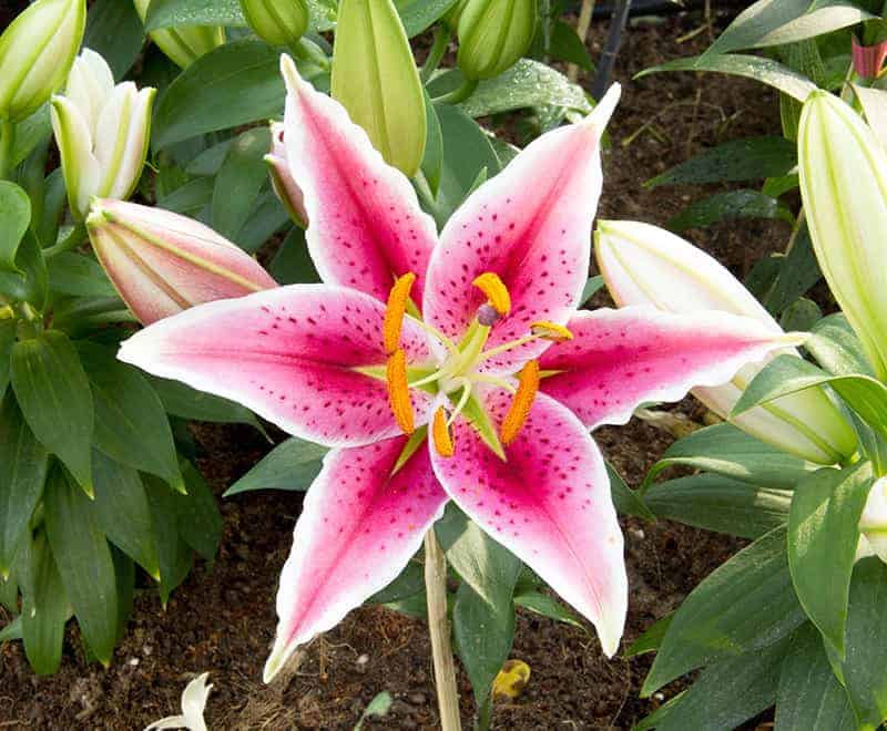 Pictures stargazer lilly 