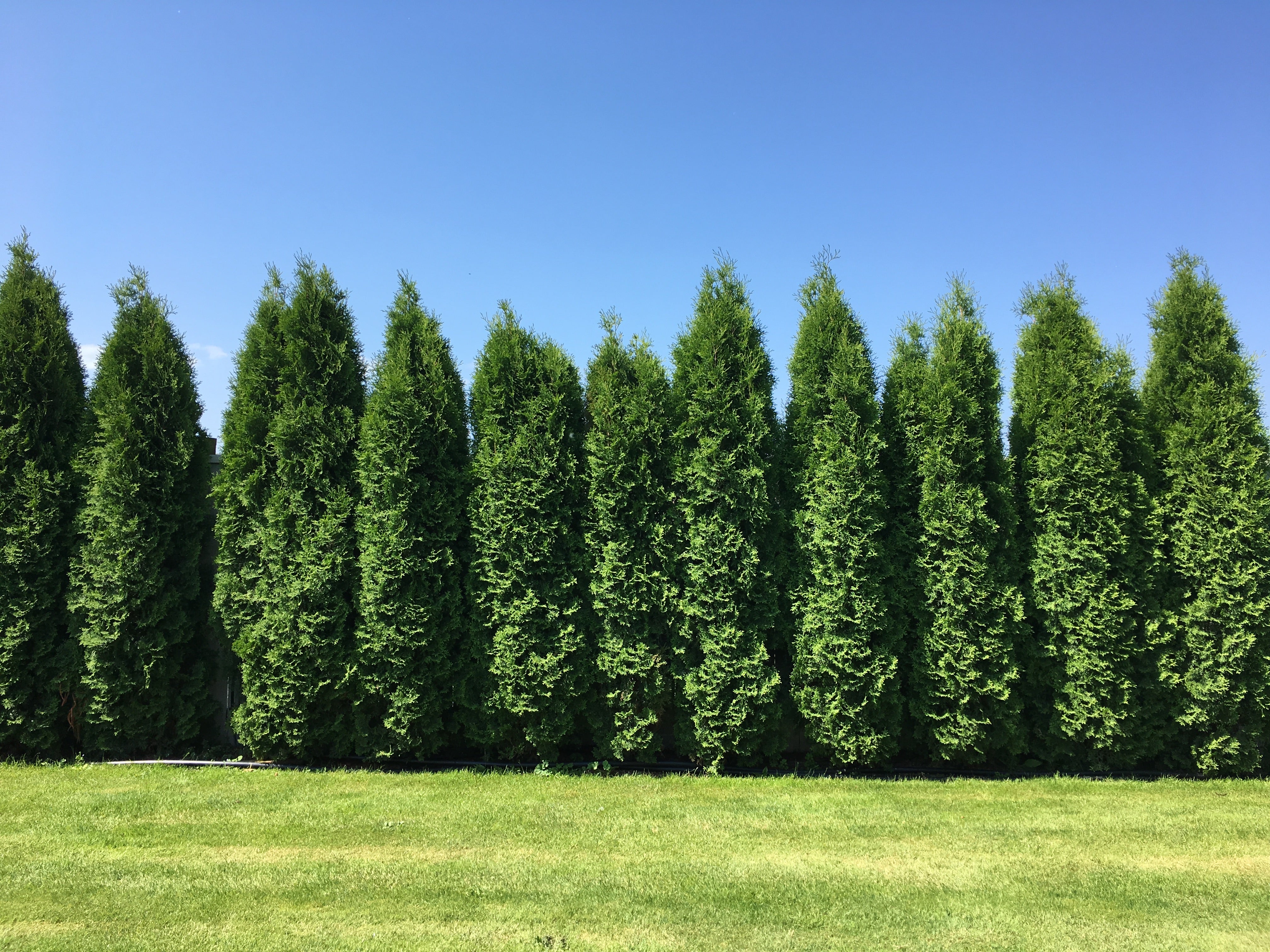 Thuja Green Giant Trees for Sale   Buying & Growing Guide   Trees.com