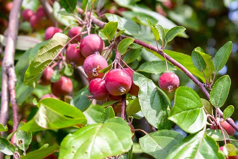 1 Bare Root High Yielding Ideal for Kitchen Gardens Allotments Thompson & Morgan Hardy Crab Apple Fruit Tree ‘Red Sentinel’ Potted Plant Self-Fertile Patio and Containers