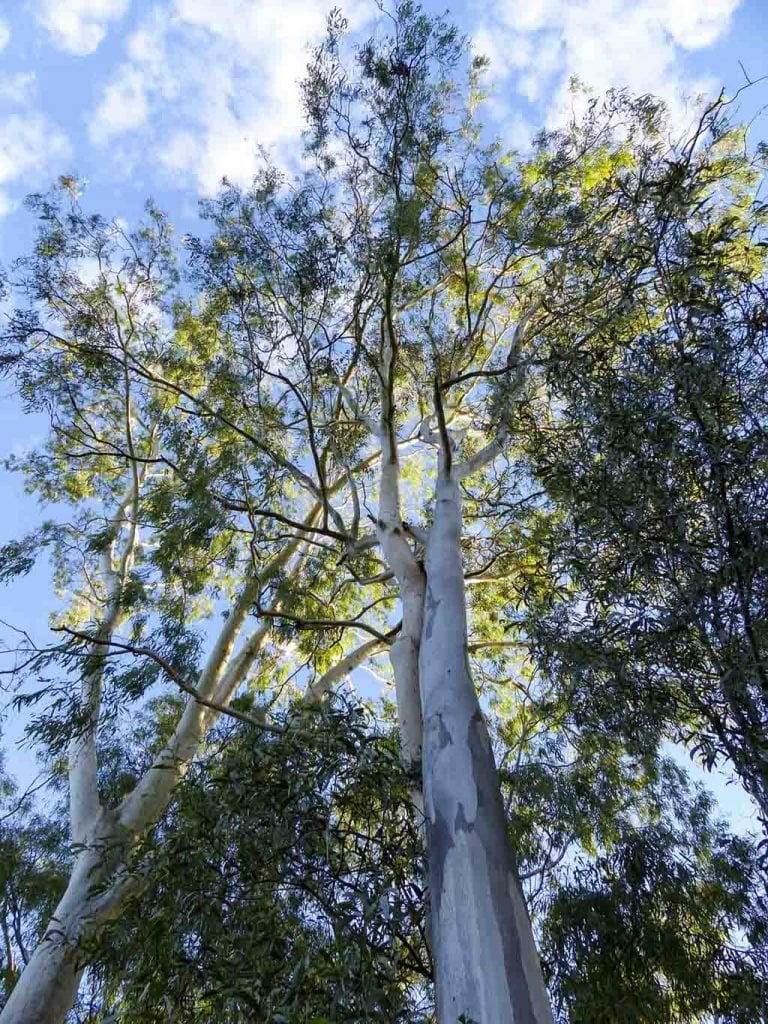 Eucalyptus Plants for Sale   Buying & Growing Guide   Trees.com